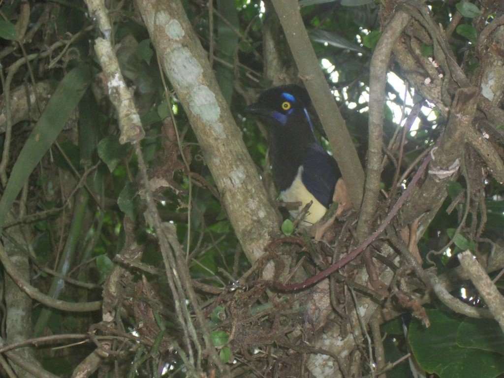 cataratas